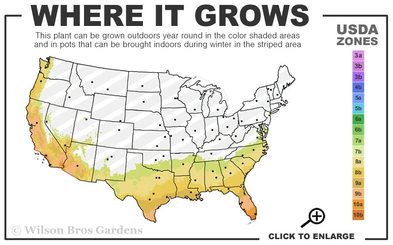 Red Formosa Azalea - 6 Pack Of 1 Gallon Pots 5 Red Formosa Azalea - 6 Pack Of 1 Gallon Pots - Image 3