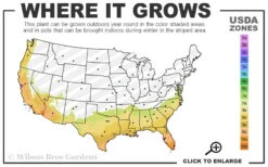 Gulf Pride Fragrant Southern Indica Azalea - 3 Gallon Pot -Plant Discount Store 7b 10b 9