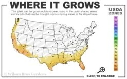 Crescent Moon Dwarf Gardenia - 1 Gallon Pot -Plant Discount Store 8a 11 2