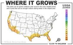 Summit Muscadine - 1 Gallon Pot -Plant Discount Store 8b 11