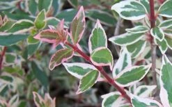 Confetti Dwarf Abelia - 3 Gallon Pot -Plant Discount Store Abelia Confetti Closeup