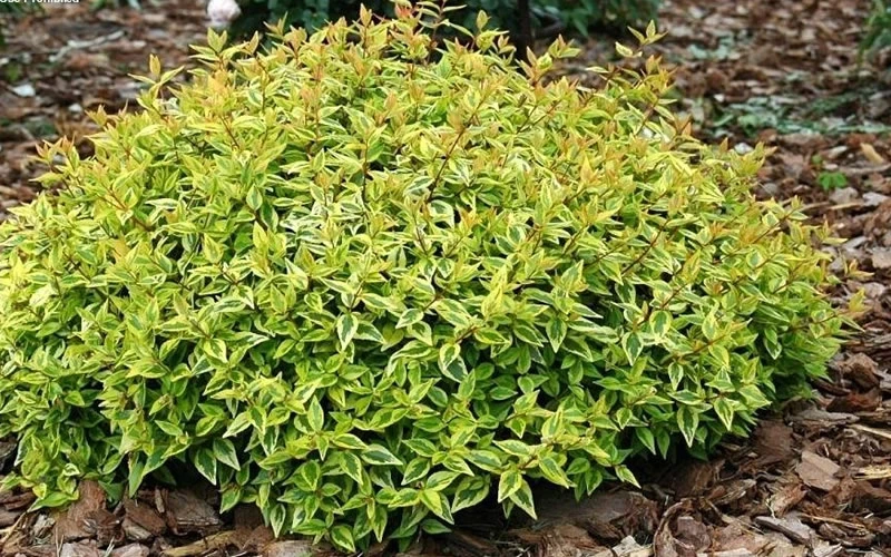 Kaleidoscope Dwarf Abelia - 2 Gallon Pot 8 Kaleidoscope Dwarf Abelia - 2 Gallon Pot - Image 6