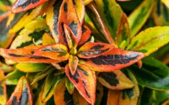 Kaleidoscope Dwarf Abelia - 2 Gallon Pot 15 Kaleidoscope Dwarf Abelia - 2 Gallon Pot -Plant Discount Store Abelia Kaleidoscope Winter Color 51