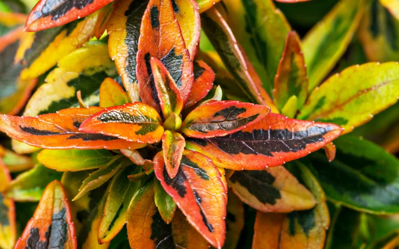 Kaleidoscope Dwarf Abelia - 2 Gallon Pot 9 Kaleidoscope Dwarf Abelia - 2 Gallon Pot - Image 7