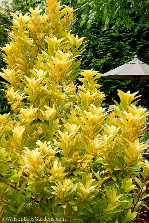 Florida Sunshine Anise - 2 Gallon Pot 3 Florida Sunshine Anise - 2 Gallon Pot