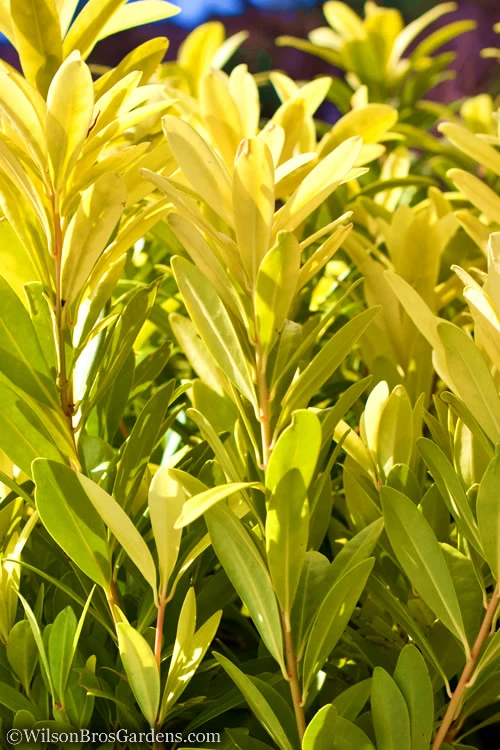 Florida Sunshine Anise - 2 Gallon Pot 7 Florida Sunshine Anise - 2 Gallon Pot - Image 5