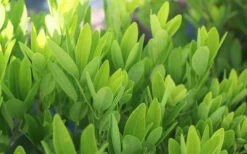 Ocala Yellow Anise (Illicium Parviflorum) - 3 Gallon Pot -Plant Discount Store Anise Ocala Foliage