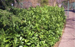 Ocala Yellow Anise (Illicium Parviflorum) - 3 Gallon Pot -Plant Discount Store Anise Ocala Hedge 5050