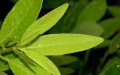 Ocala Yellow Anise (Illicium Parviflorum) - 3 Gallon Pot -Plant Discount Store Anise Ocala Leaves