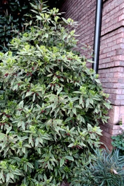 Pink Frost Florida Anise - Illicium Floridanum - 1 Gallon Pot 12 Pink Frost Florida Anise - Illicium Floridanum - 1 Gallon Pot -Plant Discount Store Anise Pink Frost 12