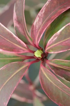 Pink Frost Florida Anise - Illicium Floridanum - 1 Gallon Pot 15 Pink Frost Florida Anise - Illicium Floridanum - 1 Gallon Pot -Plant Discount Store Anise Pink Frost 14