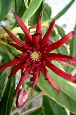 Pink Frost Florida Anise - Illicium Floridanum - 1 Gallon Pot 13 Pink Frost Florida Anise - Illicium Floridanum - 1 Gallon Pot -Plant Discount Store Anise Pink Frost 15