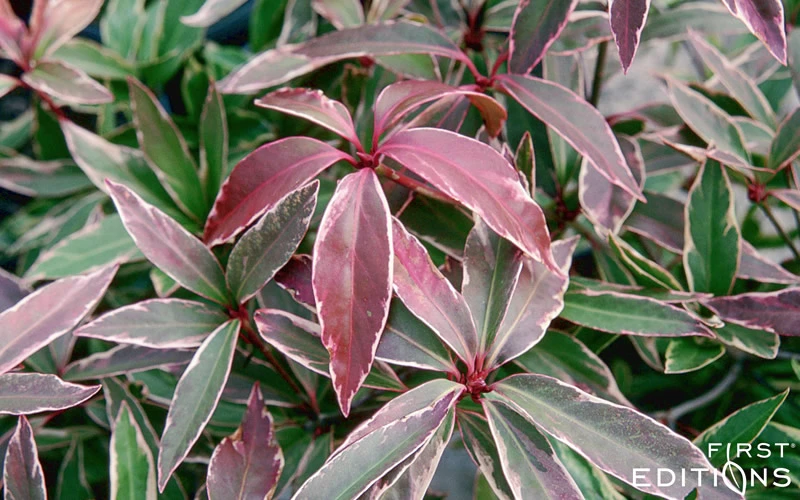 Pink Frost Florida Anise - Illicium Floridanum - 1 Gallon Pot 8 Pink Frost Florida Anise - Illicium Floridanum - 1 Gallon Pot - Image 6