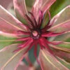 Pink Frost Florida Anise - Illicium Floridanum - 1 Gallon Pot -Plant Discount Store Anise Pink Frost 19