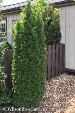 Degroots Spire Arborvitae - 3 Gallon Pot 13 Degroots Spire Arborvitae - 3 Gallon Pot -Plant Discount Store Arborvitae Degroots Spire 1 500x750 1