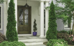 Degroots Spire Arborvitae - 3 Gallon Pot 11 Degroots Spire Arborvitae - 3 Gallon Pot -Plant Discount Store Arborvitae Degroots Spire 30