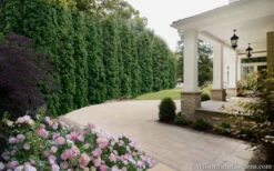 Degroots Spire Arborvitae - 3 Gallon Pot 12 Degroots Spire Arborvitae - 3 Gallon Pot -Plant Discount Store Arborvitae Degroots Spire 33