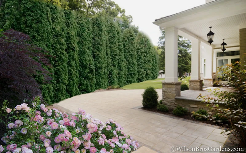 Degroots Spire Arborvitae - 3 Gallon Pot 7 Degroots Spire Arborvitae - 3 Gallon Pot - Image 5