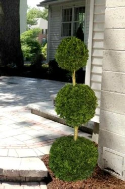 Emerald Green Arborvitae Poodle Tier Topiary (3 Ball) - 5 Gallon Pot -Plant Discount Store Arborvitae Emerald Green 3 Ball Poodle Tier 2 1