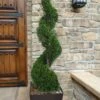 Emerald Green Arborvitae Spiral Topiary - 5 Gallon Pot (6') -Plant Discount Store Arborvitae Emerald Green Spiral 6 1
