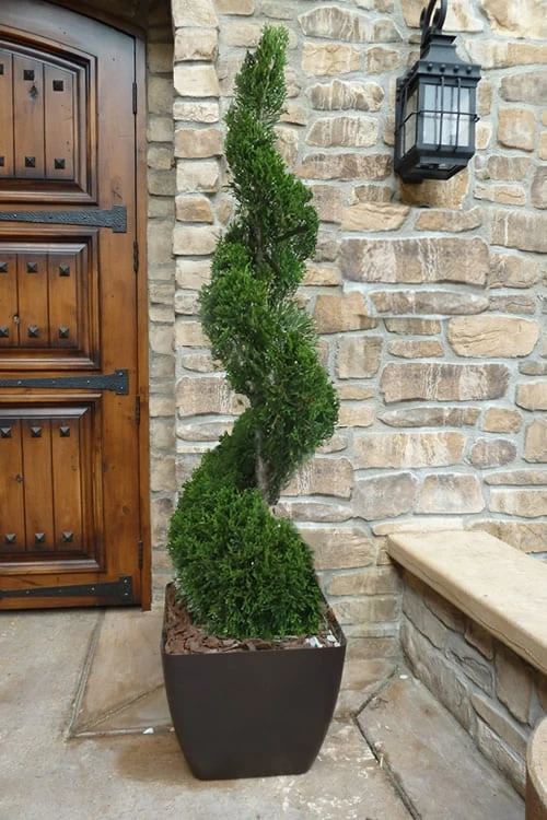 Emerald Green Arborvitae Spiral Topiary - 5 Gallon Pot (6') 3 Emerald Green Arborvitae Spiral Topiary - 5 Gallon Pot (6')