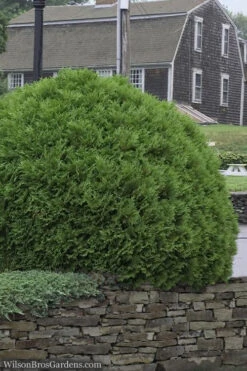 Woodward Globe American Arborvitae - 3 Gallon Pot
