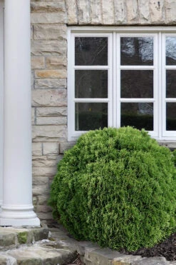 Woodward Globe American Arborvitae - 3 Gallon Pot 12 Woodward Globe American Arborvitae - 3 Gallon Pot -Plant Discount Store Arborvitae Woodwardii Globe 12