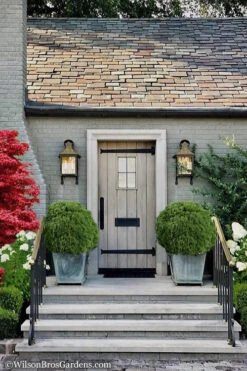 Woodward Globe American Arborvitae - 3 Gallon Pot 11 Woodward Globe American Arborvitae - 3 Gallon Pot -Plant Discount Store Arborvitae Woodwardii Globe 13