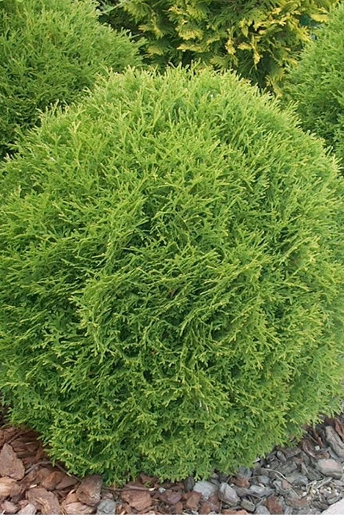 Woodward Globe American Arborvitae - 3 Gallon Pot 8 Woodward Globe American Arborvitae - 3 Gallon Pot - Image 6