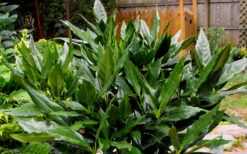 Sawtoothed Aucuba Serratifolia - 3 Gallon Pot 11 Sawtoothed Aucuba Serratifolia - 3 Gallon Pot -Plant Discount Store Aucuba Sawtoothed 3