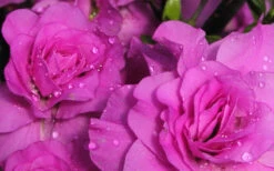 Amelia Rose Azalea - 3 Gallon Pot -Plant Discount Store Azalea Amelia Rose 1