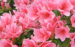 Coral Bells Azalea - 2 Gallon Pot 9 Coral Bells Azalea - 2 Gallon Pot -Plant Discount Store Azalea Coral Bells