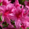Orchid Showers Deja Bloom Azalea - 1 Gallon Pot -Plant Discount Store Azalea Deja Bloom Orchid Showers 6 1