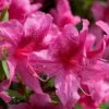 Orchid Showers Deja Bloom Azalea - 1 Gallon Pot -Plant Discount Store Azalea Deja Bloom Orchid Showers 6