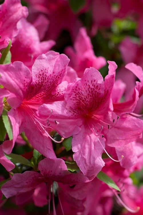 Orchid Showers Deja Bloom Azalea - 1 Gallon Pot 3 Orchid Showers Deja Bloom Azalea - 1 Gallon Pot