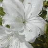 Delaware Valley White Azalea - 6 Pack Of 1 Gallon Pots 1 Delaware Valley White Azalea - 6 Pack Of 1 Gallon Pots -Plant Discount Store Azalea Delaware Valley White 500x750 1
