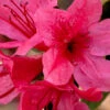 Autumn Cheer Encore Azalea - 1 Gallon Pot 1 Autumn Cheer Encore Azalea - 1 Gallon Pot -Plant Discount Store Azalea Encore Autumn Cheer