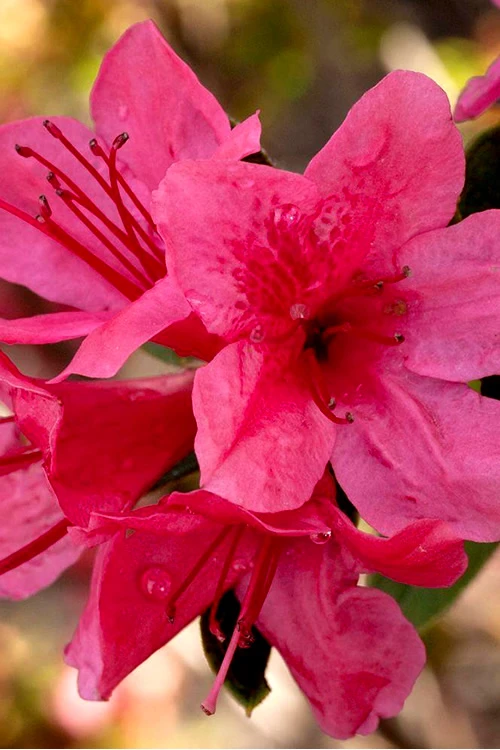 Autumn Cheer Encore Azalea - 1 Gallon Pot 3 Autumn Cheer Encore Azalea - 1 Gallon Pot