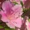 Autumn Sweetheart Encore Azalea - 1 Gallon Pot 1 Autumn Sweetheart Encore Azalea - 1 Gallon Pot -Plant Discount Store Azalea Encore Sweetheart 10
