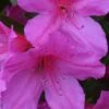 Formosa Southern Indica Azalea - 7 Gallon Pot -Plant Discount Store Azalea Formosa 500x750 1