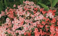 Hilda Niblett Azalea - 1 Gallon Pot 14 Hilda Niblett Azalea - 1 Gallon Pot -Plant Discount Store Azalea Hilda Niblet Flowers 2