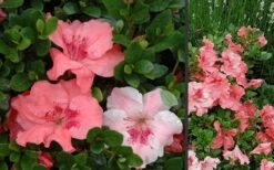 Hilda Niblett Azalea - 1 Gallon Pot 15 Hilda Niblett Azalea - 1 Gallon Pot -Plant Discount Store Azalea Hilda Niblet Flowers 3