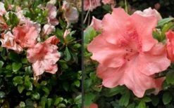 Hilda Niblett Azalea - 1 Gallon Pot 16 Hilda Niblett Azalea - 1 Gallon Pot -Plant Discount Store Azalea Hilda Niblet Flowers 4