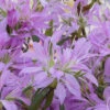 Koromo Shikibu Purple Spider Azalea - 3 Gallon Pot -Plant Discount Store Azalea Koromo Shikibu 1