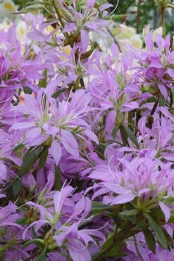 Koromo Shikibu Purple Spider Azalea - 3 Gallon Pot -Plant Discount Store Azalea Koromo Shikibu 2