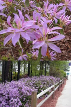 Koromo Shikibu Purple Spider Azalea - 3 Gallon Pot -Plant Discount Store Azalea Koromo Shikibu 9