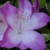 Nuccio's Voodoo Azalea - 1 Gallon Pot 1 Nuccio's Voodoo Azalea - 1 Gallon Pot -Plant Discount Store Azalea Nuccios Voodoo 2 1