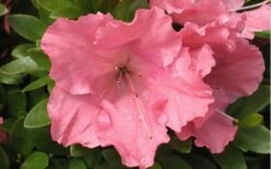 Gumpo Pink Dwarf Azalea - 1 Gallon Pot -Plant Discount Store Azalea Pink Gumpo
