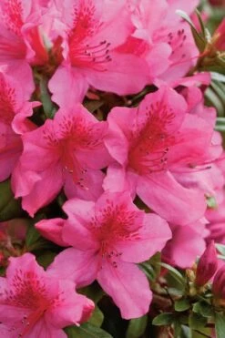 Pride Of Mobile Azalea - 1 Gallon Pot -Plant Discount Store Azalea Pride Of Mobile 500x750 1