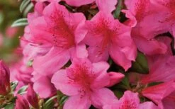 Pride Of Mobile Azalea - 1 Gallon Pot -Plant Discount Store Azalea Pride of Mobile 15